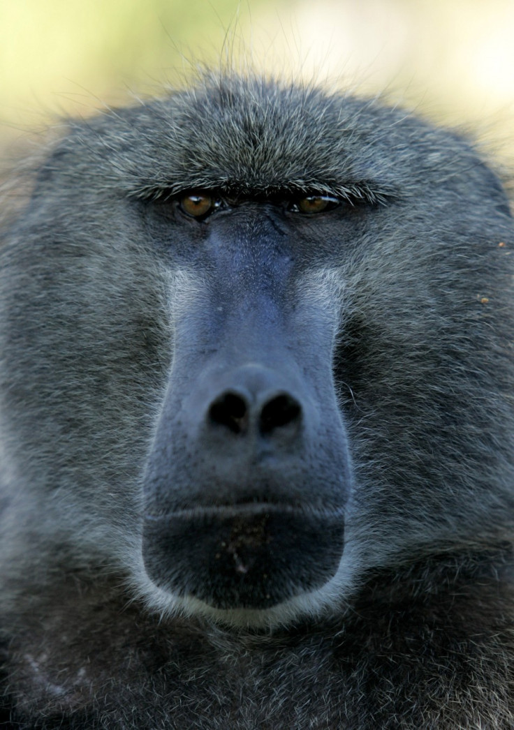 A male chacma baboon sits in the Cape peninsula outside Cape Town, South Africa