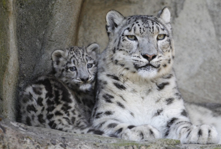 Snow leopards