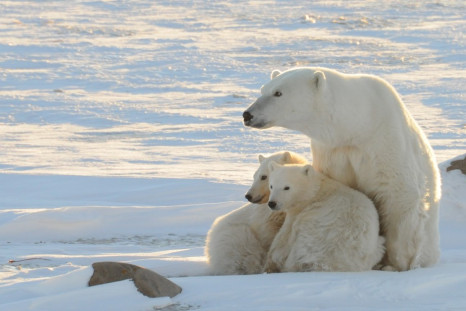 Polar Bears