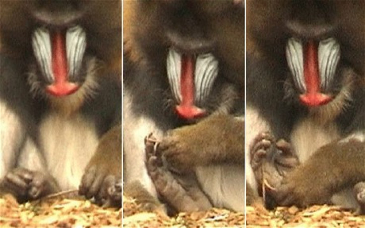 Monkey Creates Pedicure Tool