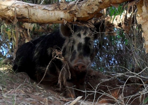 Swino the Australian beer stealing pig