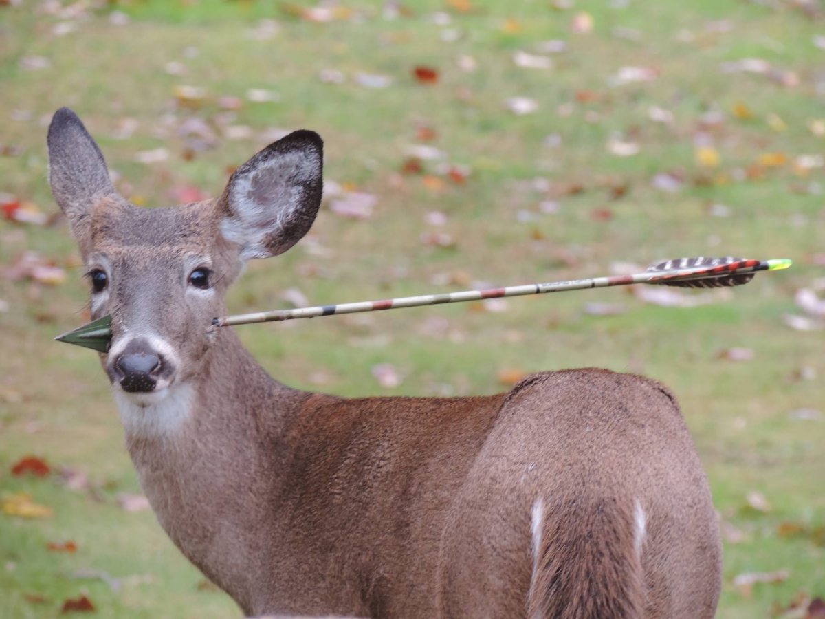 Deer with arrow through head