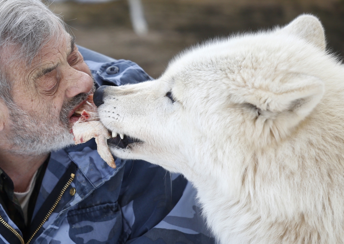 German man lives with wolves
