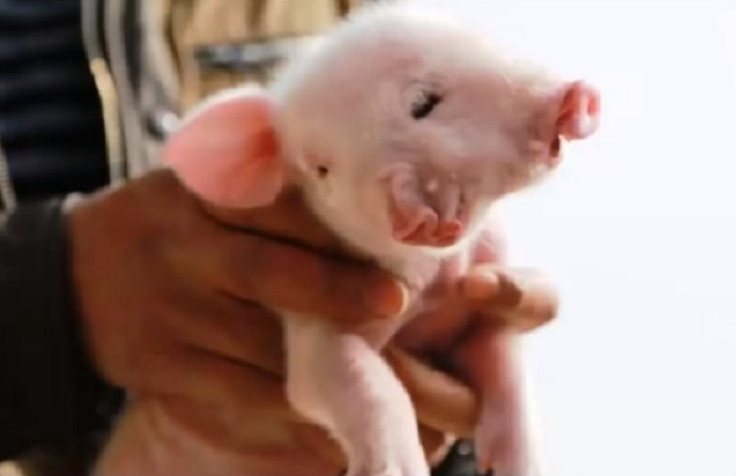 This wee porker was born with two heads in China