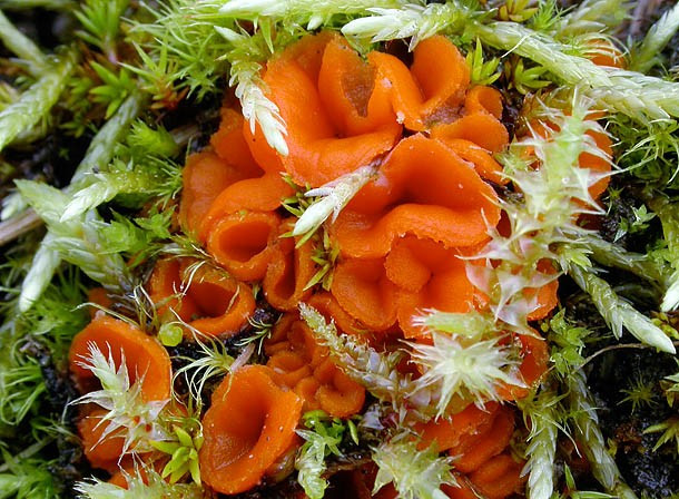 Hotlips (Octospora humosa)