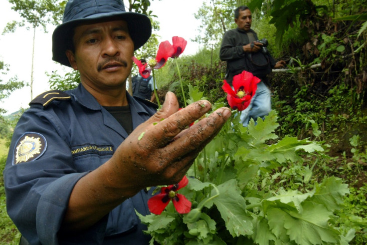 Guatemala Opium Production