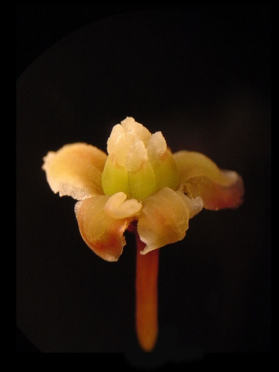 Amborella