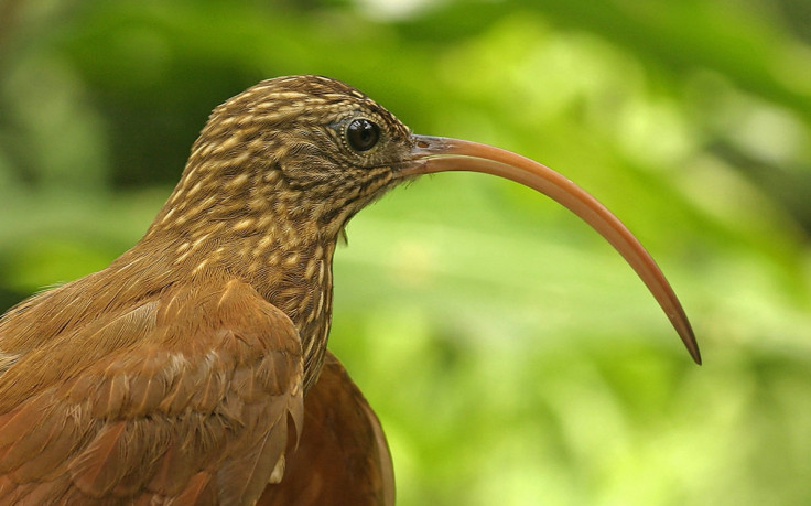 Red-billed Scythebill