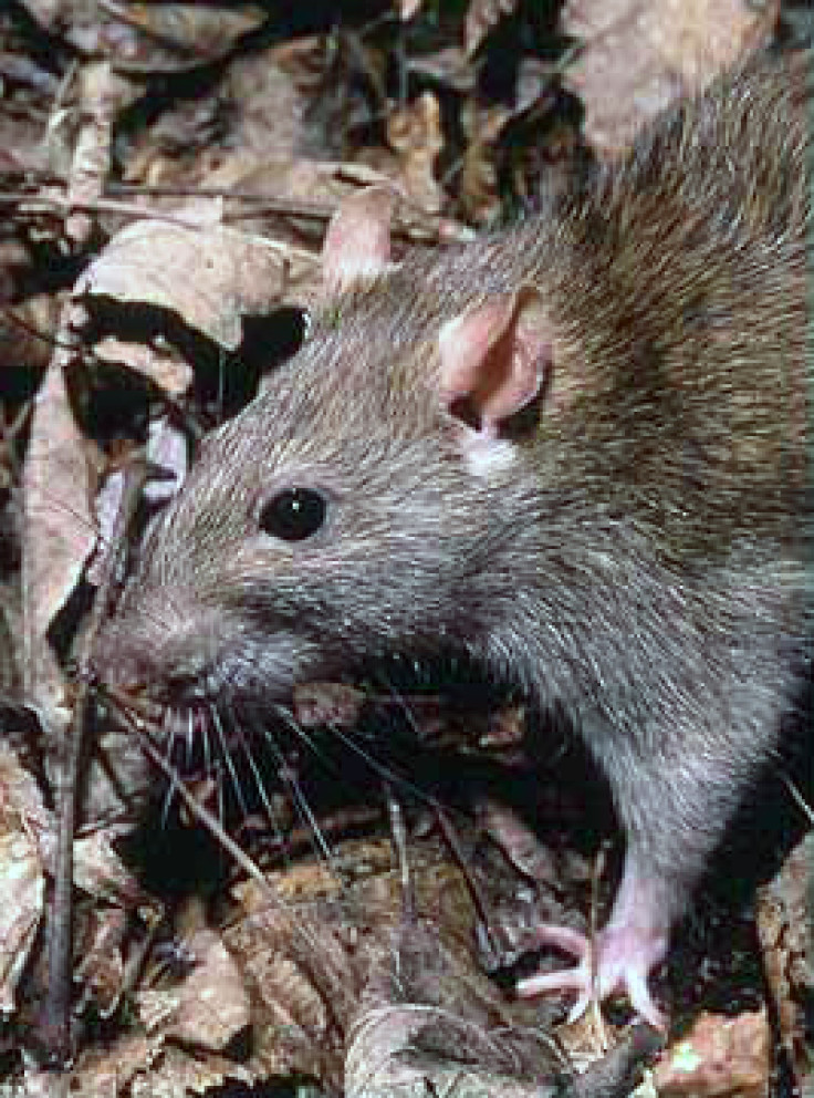 The Brown Rat (Rattus norvegicus)