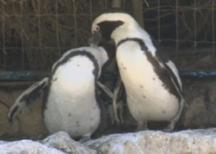 Two female penguins have struck up a relationhip in Ramat Gan Zoo in Tel Aviv, Israel