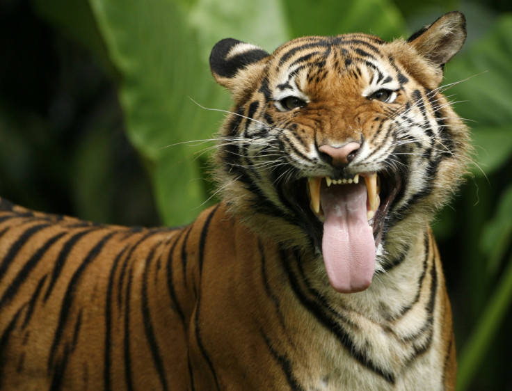 The Malayan tiger
