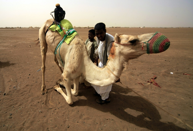 The Al Dhafra camel contest