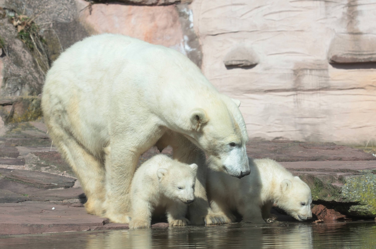 Arctic Polar Bears to Give Birth to 5,000 Cubs around New Year's Day