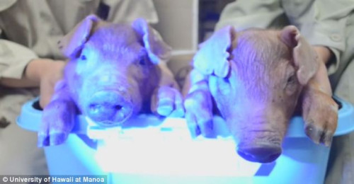 Glow-in-the-dark pigs created by injections of jellyfish DNA. Glow-in-the-dark pigs created by injections of jellyfish DNA.