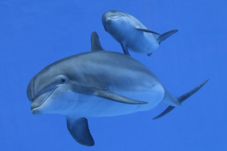 Dolphins are addicted to the taste of puffer fish, which produces a trance-like 'high'.