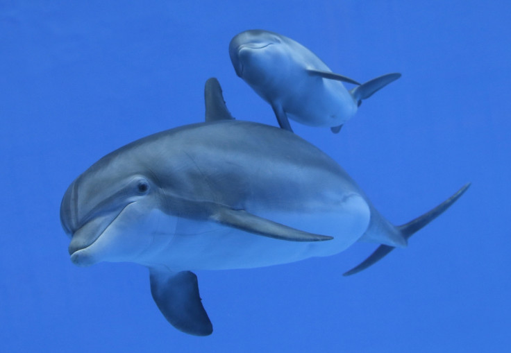 Dolphins are addicted to the taste of puffer fish, which produces a trance-like 'high'.