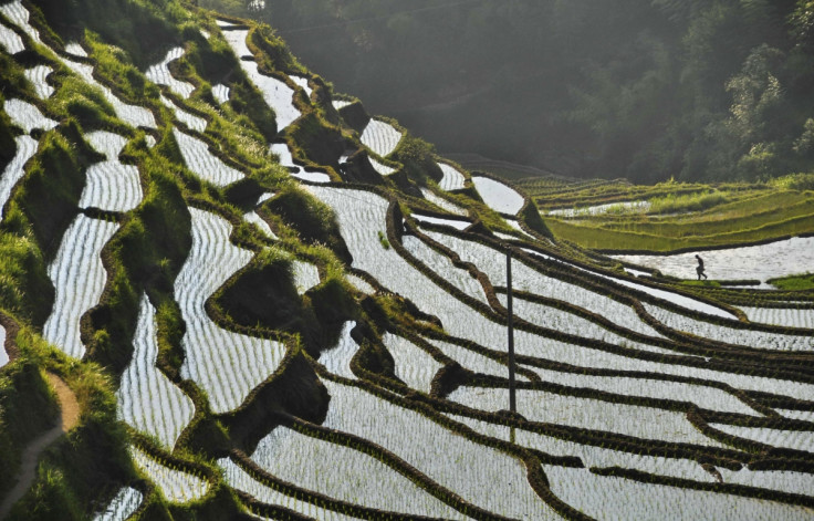 China paddy field