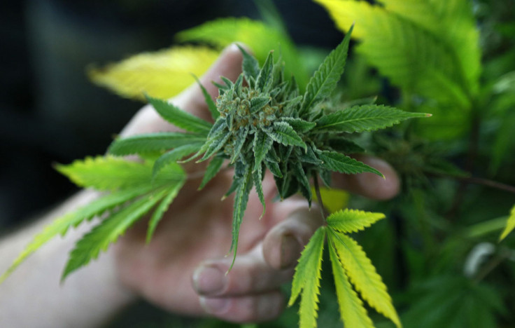Marijuana Shoppers Flock to Colorado