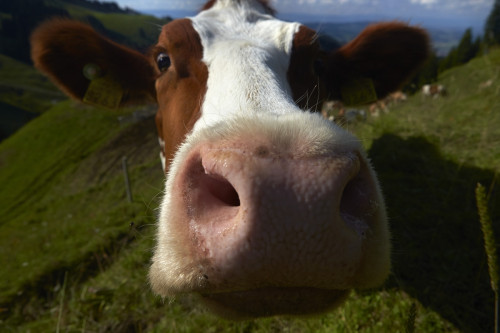 Cow Cow