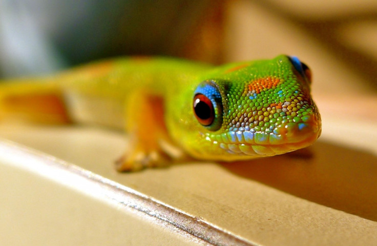 gecko