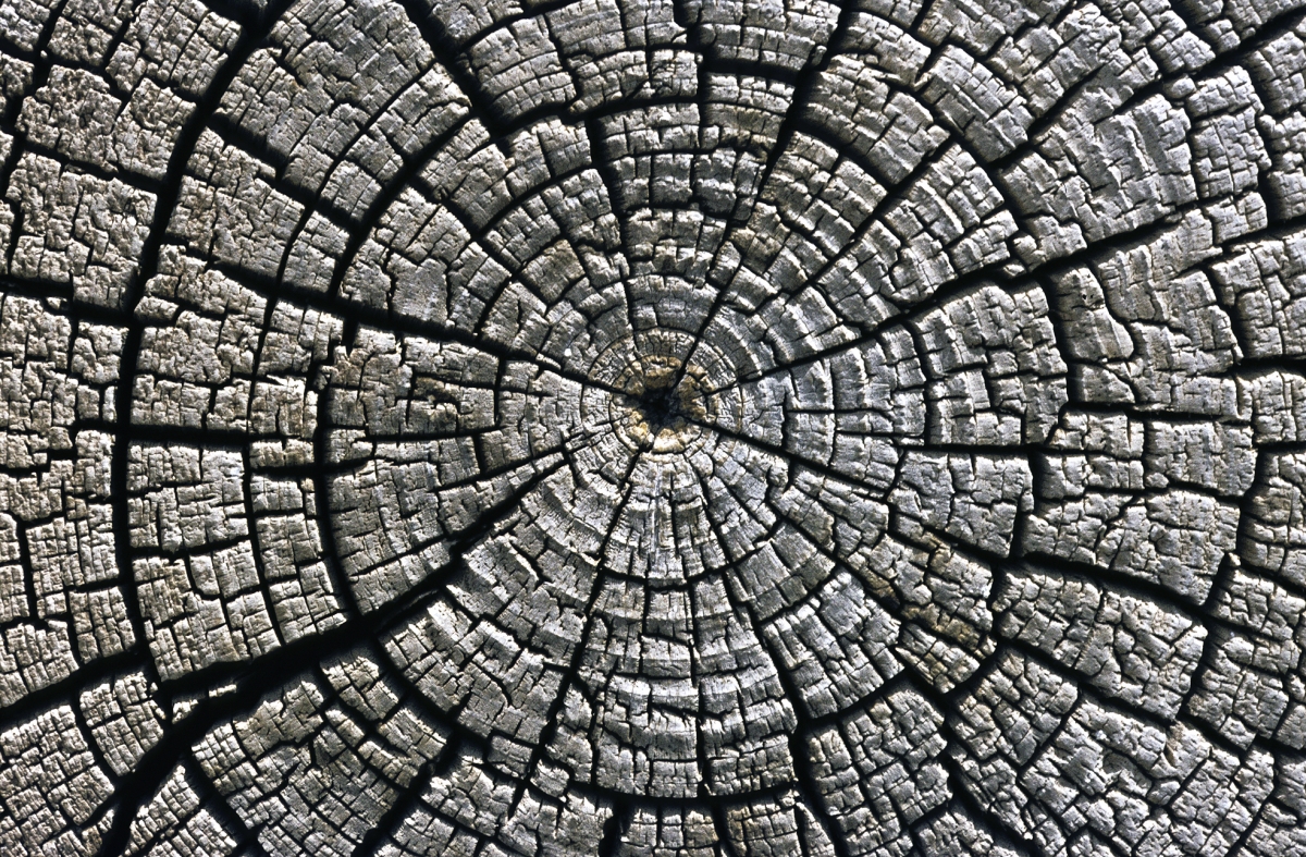 Tree Rings Reveal Mystery Radiation Burst Hit Earth 1,200 Years Ago