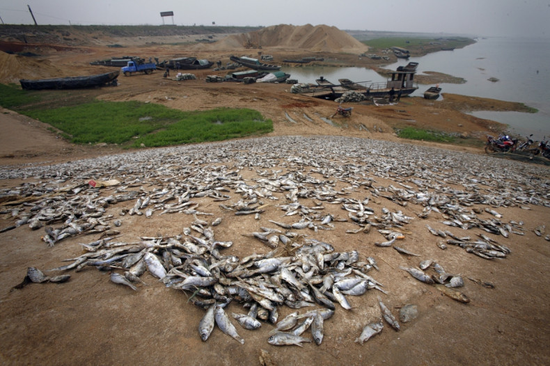 Dead fish are seen on the banks of the drought affected lake of Poyang.