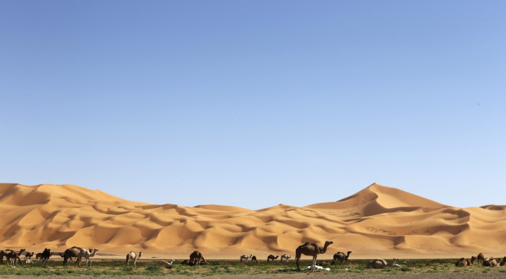 Camels graze in the desert during the 19th Ghat Festival of Culture and Tourism, in Ghat.