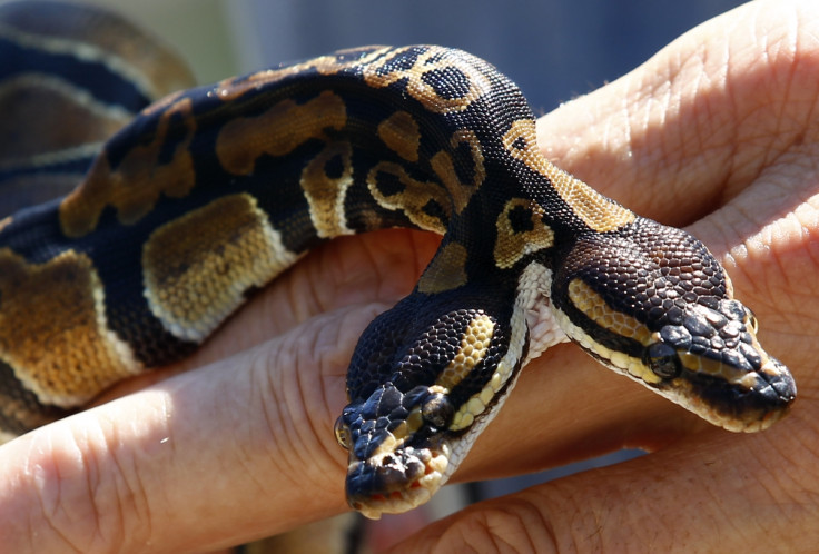 The Royal python was born with two spinal cords and two heads.