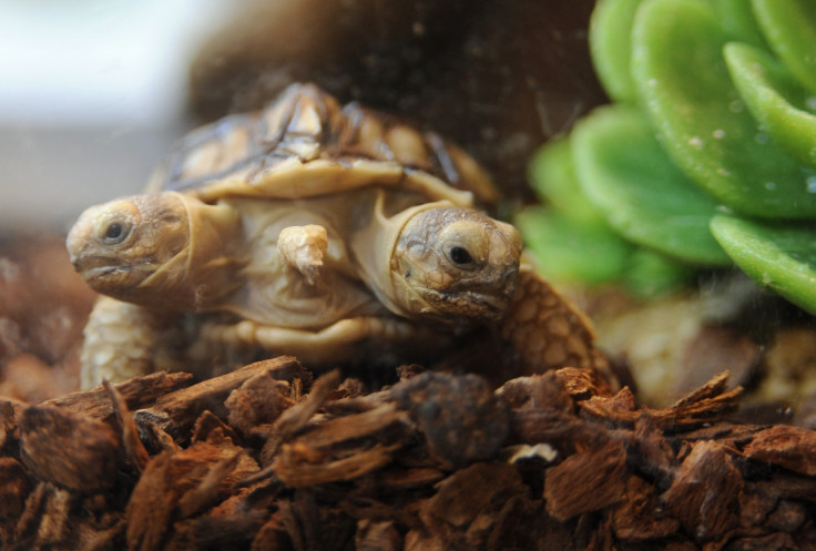 This African spurred tortoise (Geochelone sulcata) with two heads and five legs was born in Slovakia.