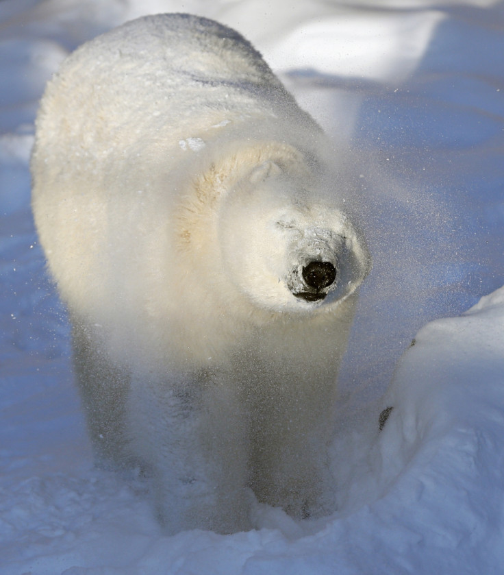 Taiga the polar bear shakes off snow from her body at the Quebec Aquarium in Quebec City, Canada.