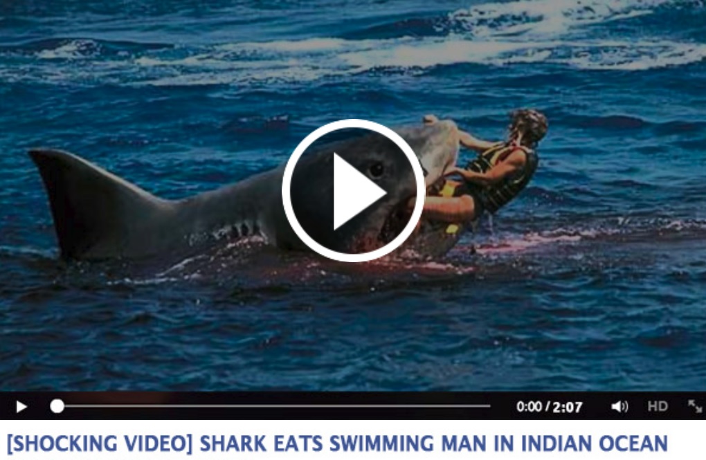Great White Shark Eating People Alive