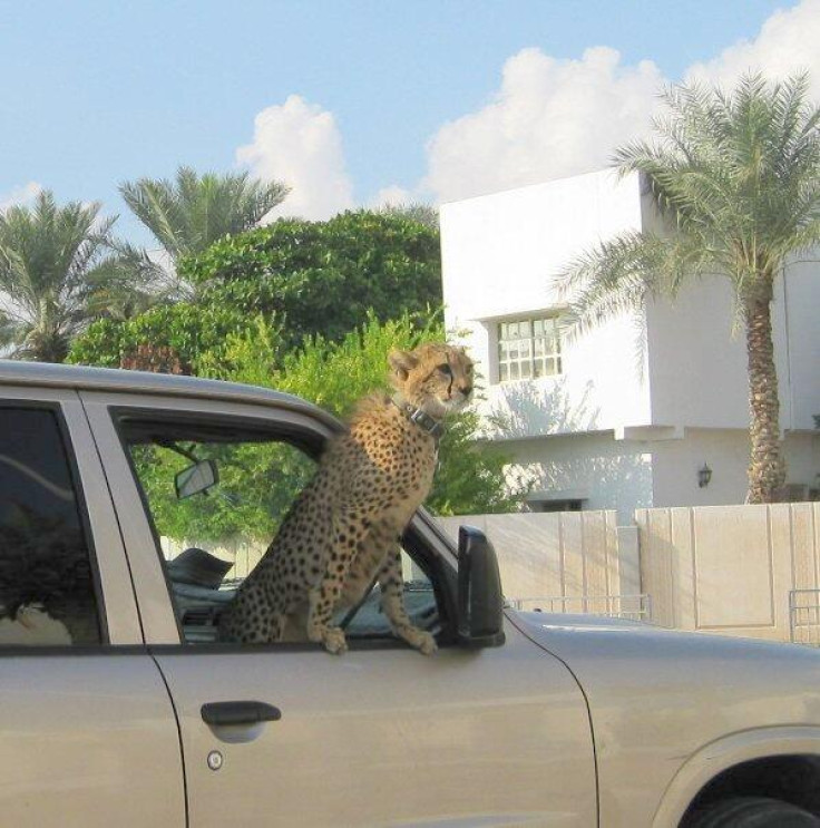 A photograph of a leopard in a car, posted on Serafin Zambada's Twitter account.