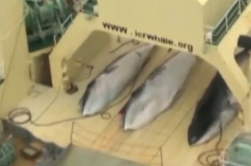 Whale carcasses on board the Japanese boat filmed by Sea Shepherd inside the Southern Ocean Whale Sanctuary Whale carcasses on board the Japanese boat filmed by Sea Shepherd inside the Southern Ocean Whale Sanctuary