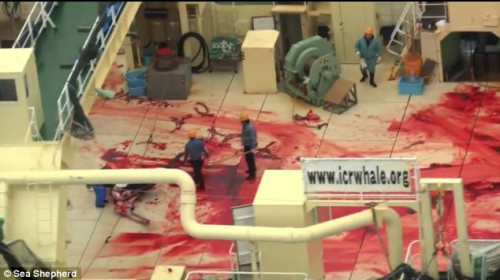 Blood on the decks of Japanese whaling boat captured in Southern Ocean Whale Sanctuary by Sea Shepherd Blood on the decks of Japanese whaling boat captured in Southern Ocean Whale Sanctuary by Sea Shepherd