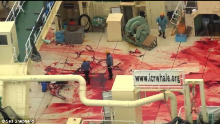 Blood on the decks of Japanese whaling boat captured in Southern Ocean Whale Sanctuary by Sea Shepherd