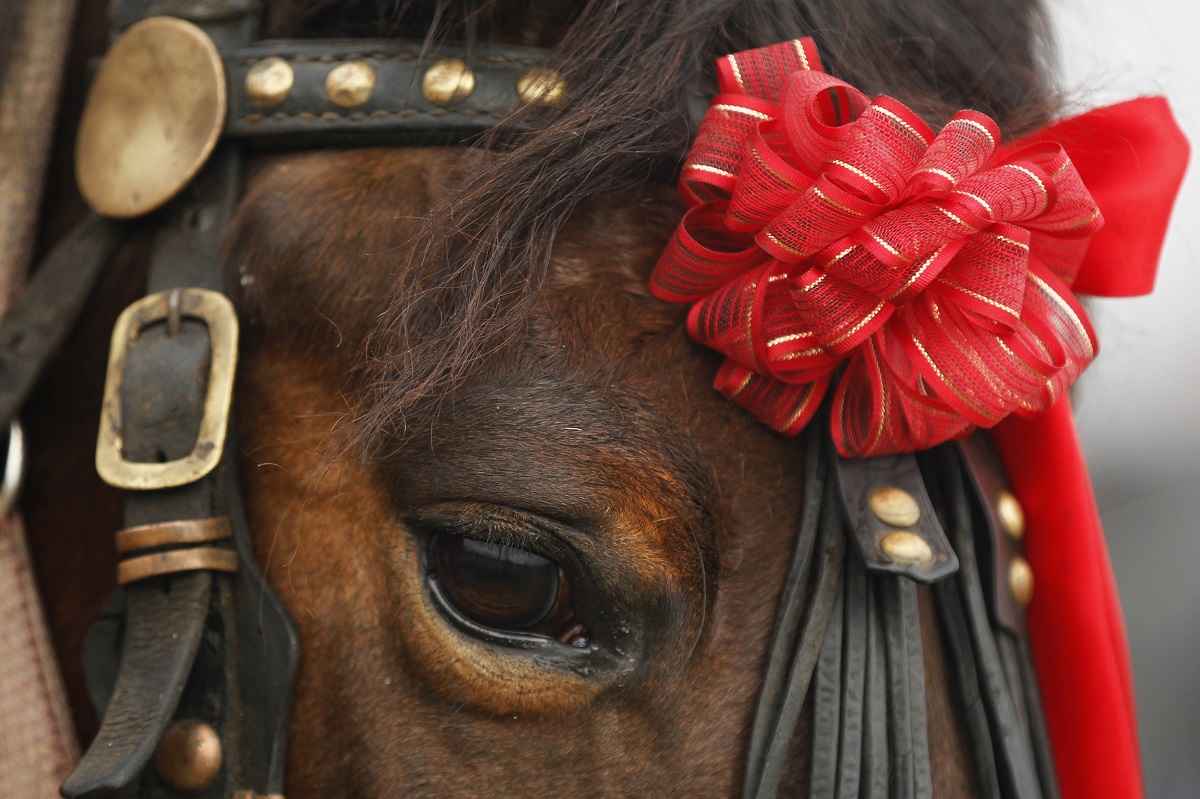 Romania horse