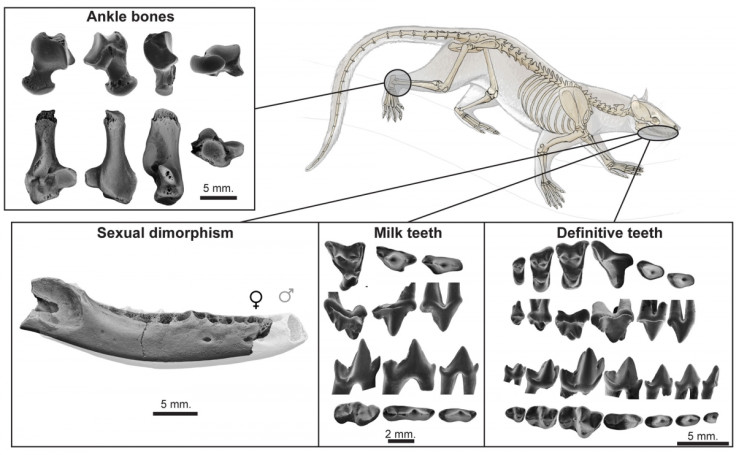 Dormaalocyon latouri