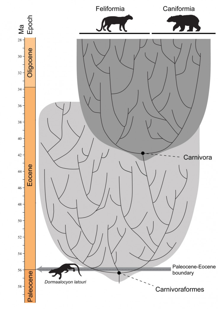 Dormaalocyon latouri