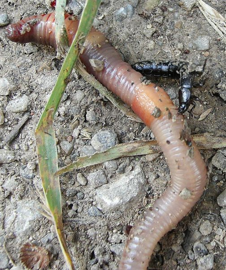 earthworm