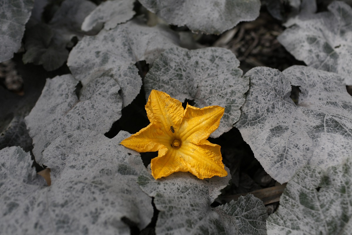 20131126 sinabung flower