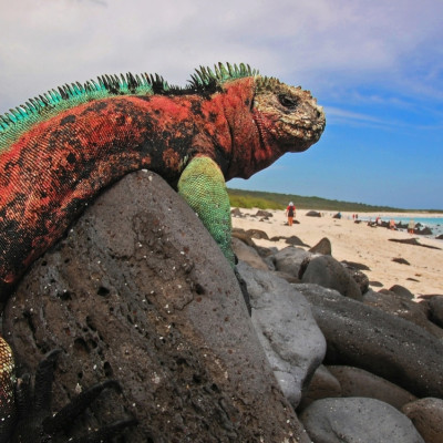 Iguana