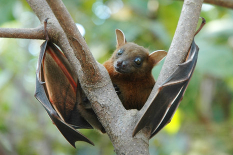 flying fox bat