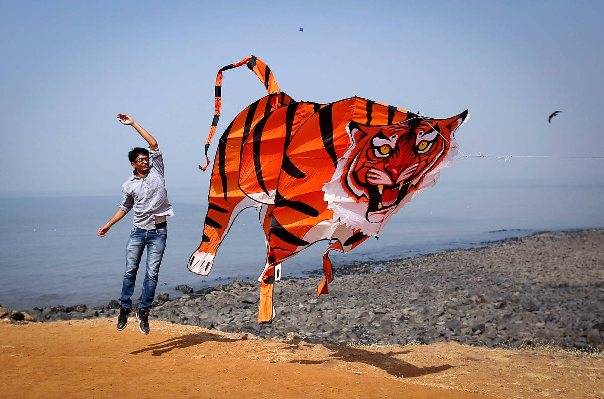 tiger kite