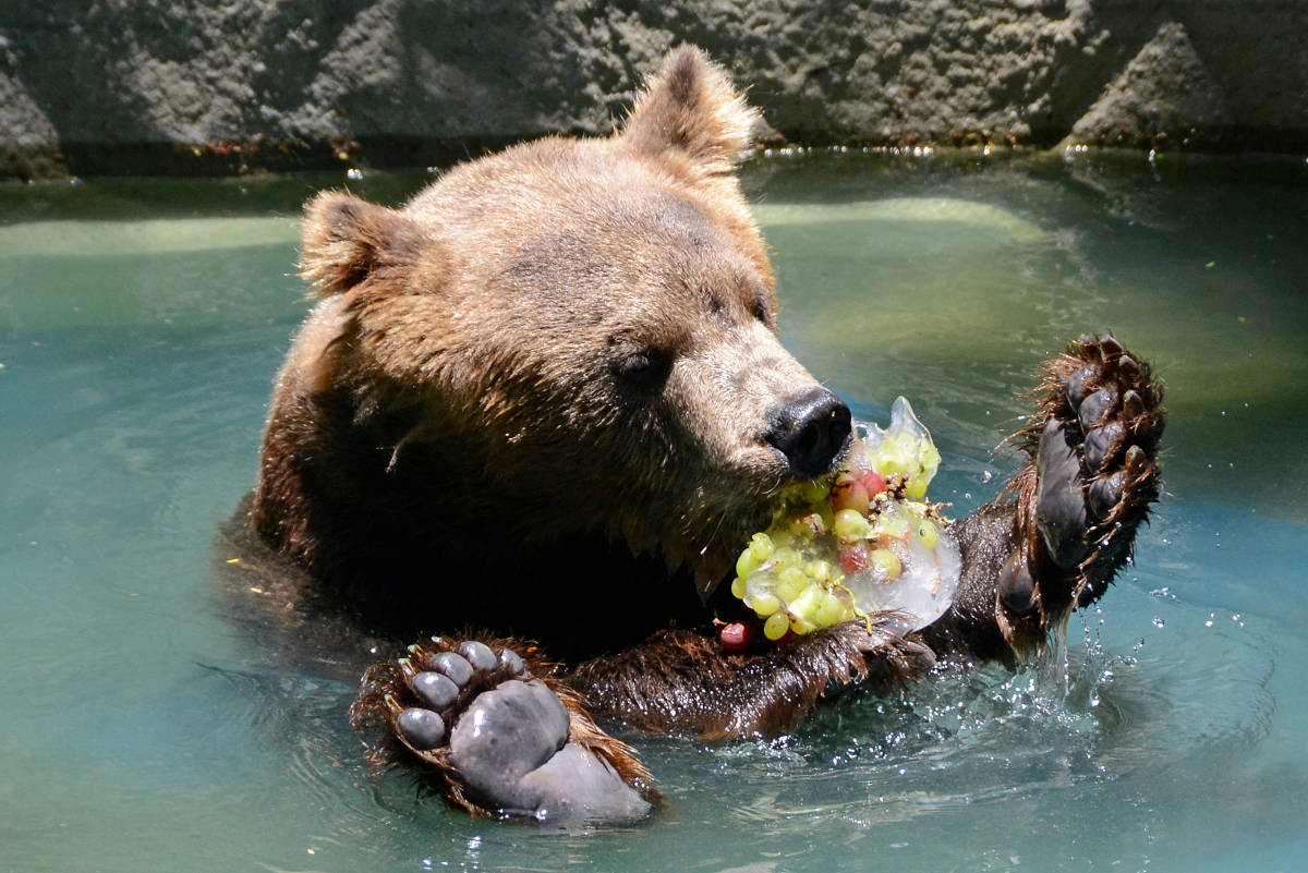 Питание медведя. Что едят медведи. Медведь кушает. Медведь кушает ягоды.