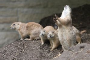 prairie dogs