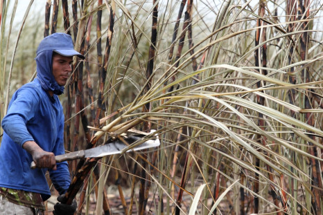 Sugarcane Brazil