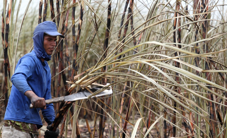 Sugarcane Brazil