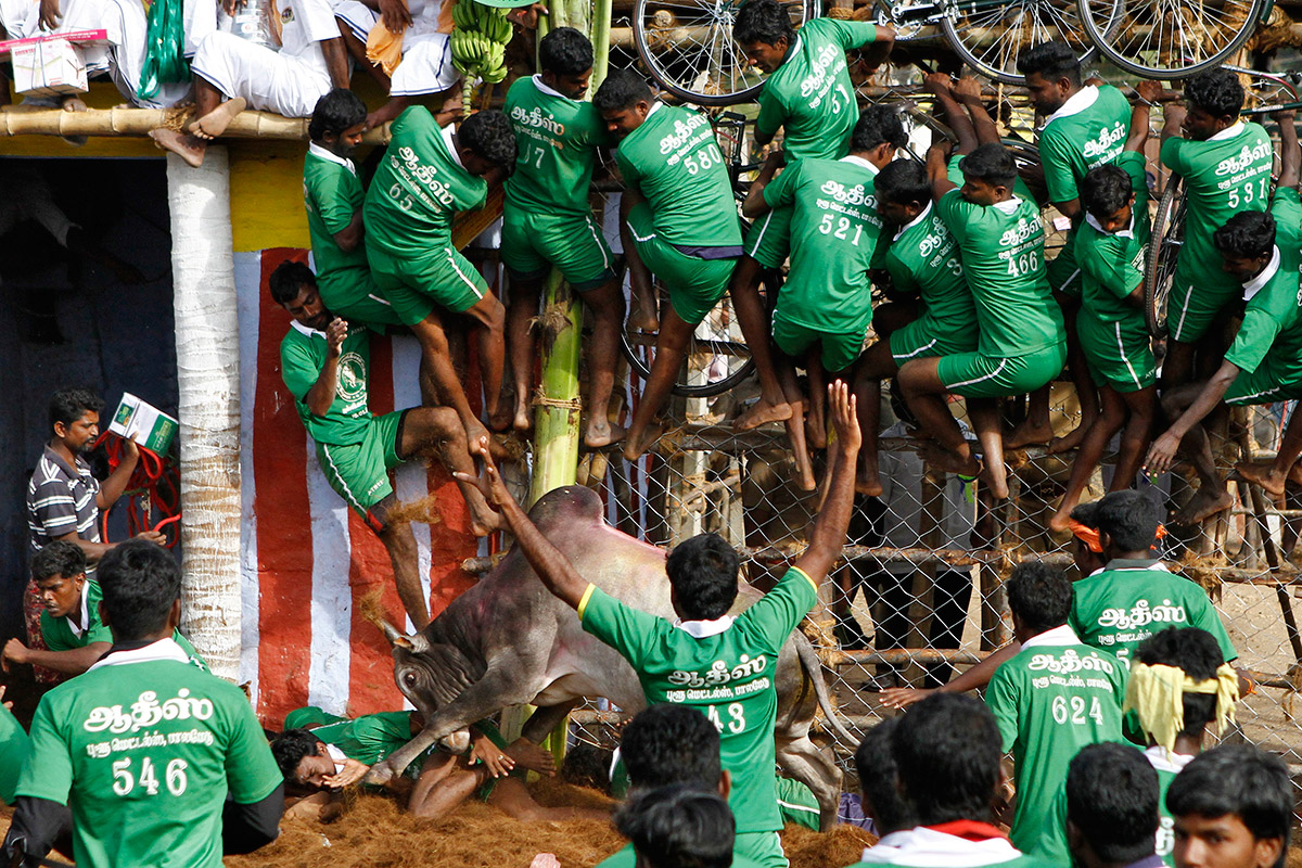 india bull fighting