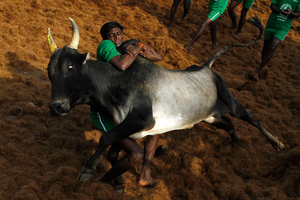 bull taming festival 1