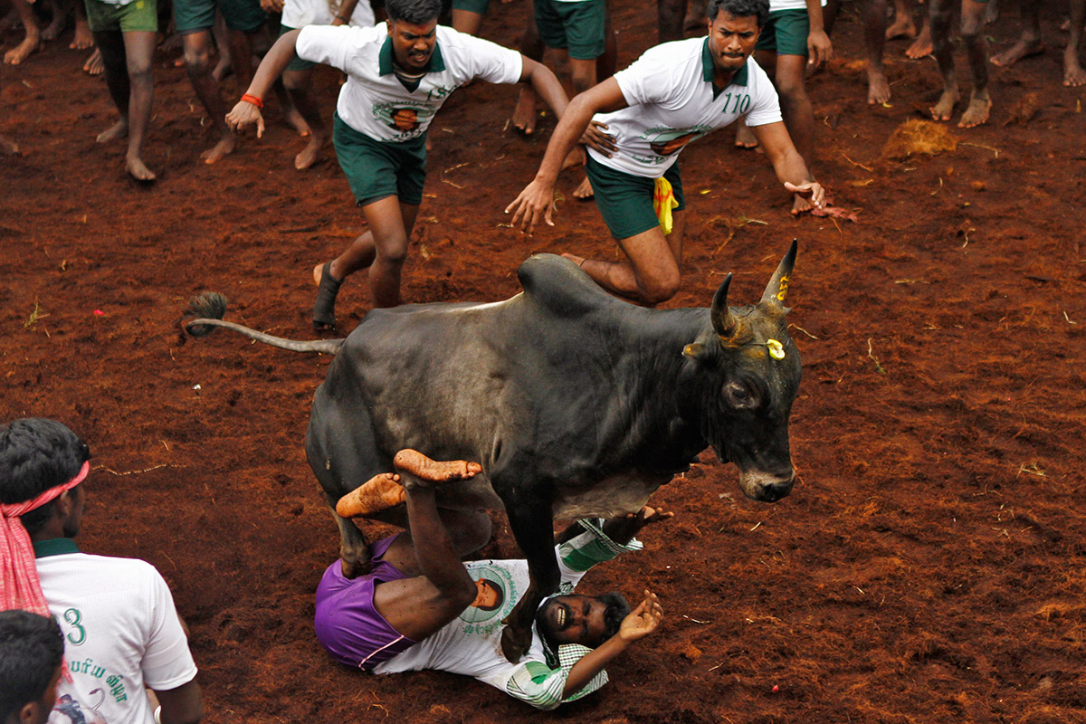 Bull Taming Festival in India In Pictures